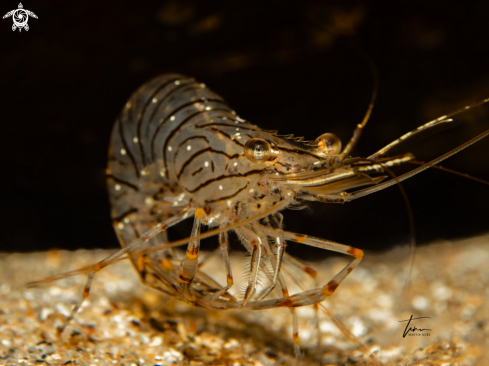 A Rockpool Prawn