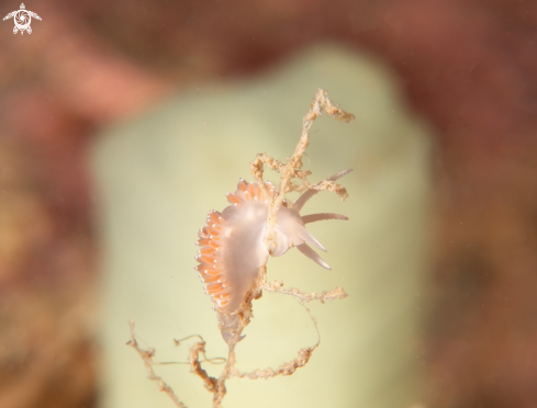 A Coryphella verrucosa | Coryphella verrucosa