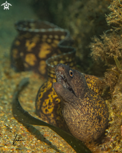 A Muraena helena | Mediterranean Moray Eel