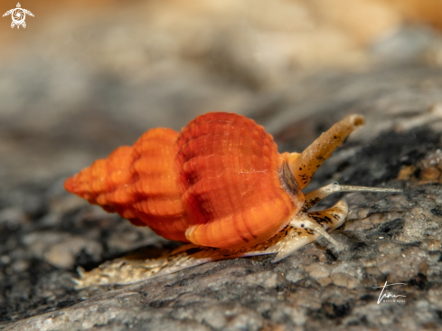 A Tritia incrassata | Dogwhelk Snail