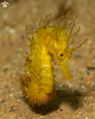 A Hippocampus guttulatus | Seahorse