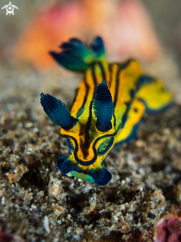 Nudibranch