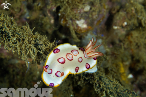 A Nudibranch