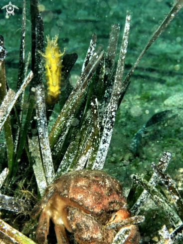 A Cavalluccio marino & Granchio facchino