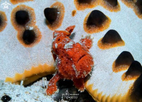 A Frogfish