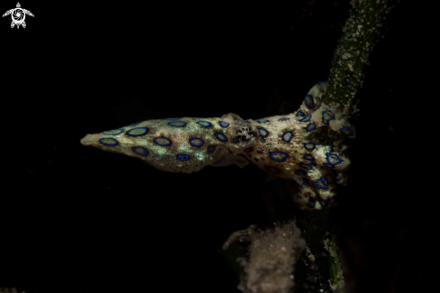 A Blue-ringed octopus 