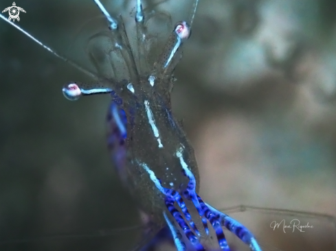 A Pederson Cleaner Shrimp