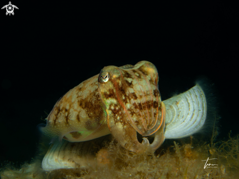 A Sepia officinalis | Cuttlefish