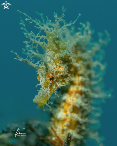 A Hippocampus guttulatus | Seahorse