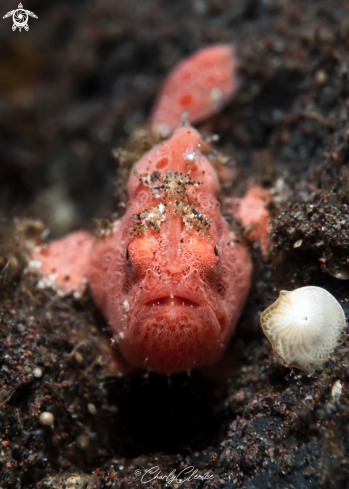 A Painted Frogfish