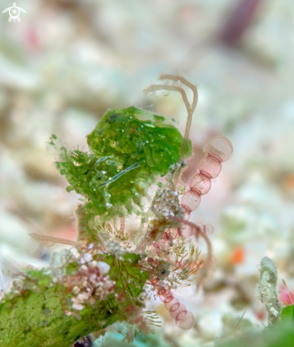 A Phycocaris sp.  | Two-Band Hairy Shrimp