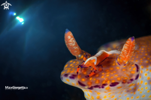 A emperor shrimp | nudibranch