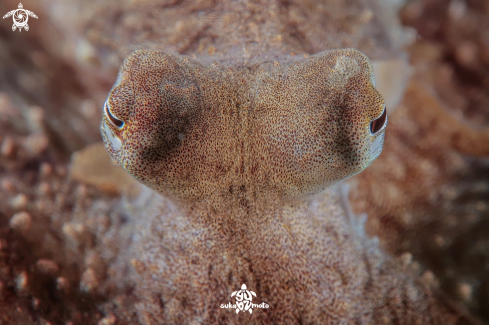 A amphioctopus marginatus | Coconut Octopus