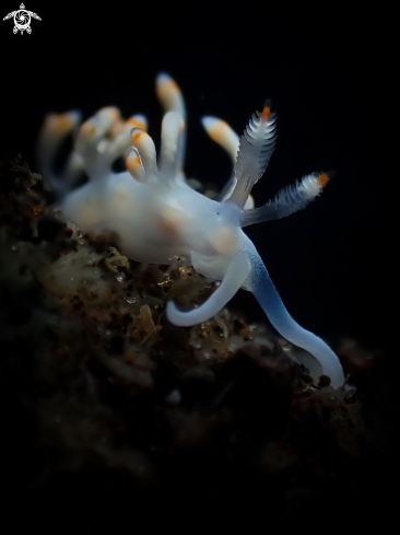 A Nudibranch