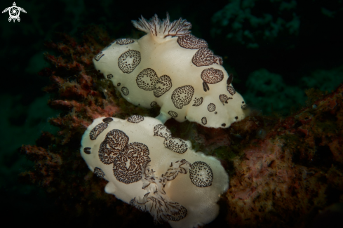 A NUDIBRANCH