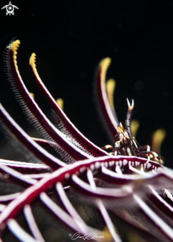 A Crinoid Squat Lobster