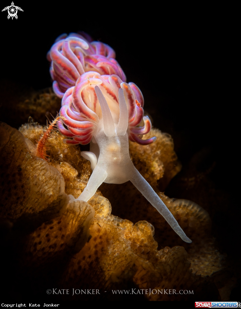 A Coral Nudibranch