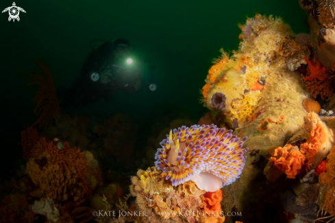 A Gasflame Nudibranch