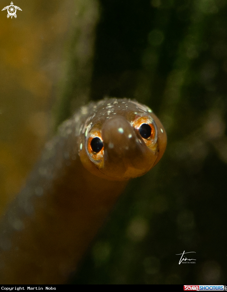 A Short-nose Pipefish