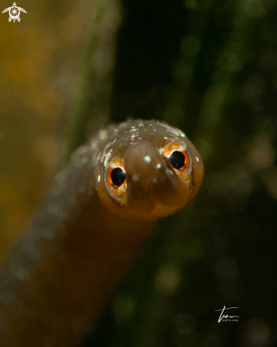 A Short-nose Pipefish