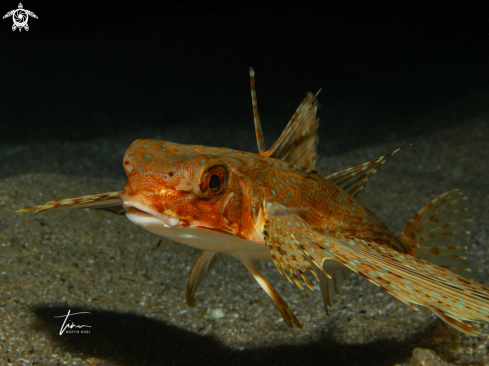 A Flying Gurnard