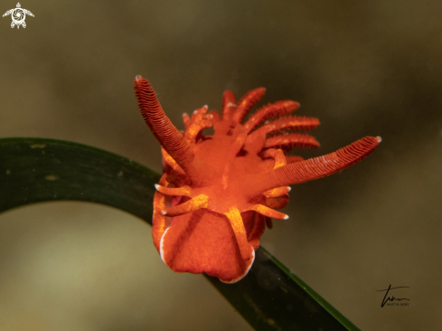 A Okenia elegans | Okenia elegans