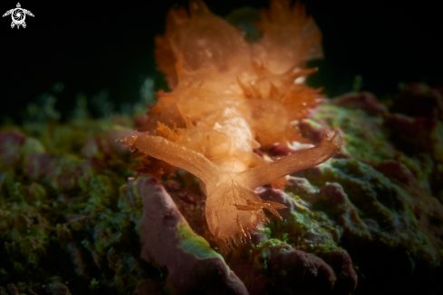 A NUDIBRANCH