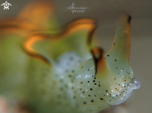 A Elysia Sea Slug