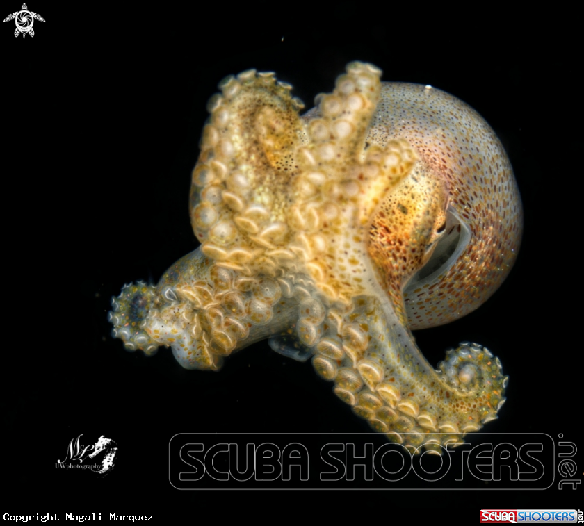 A Octopod juvenile 