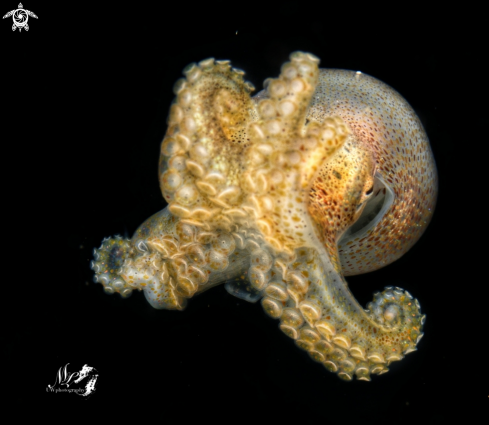 A Octopod juvenile 