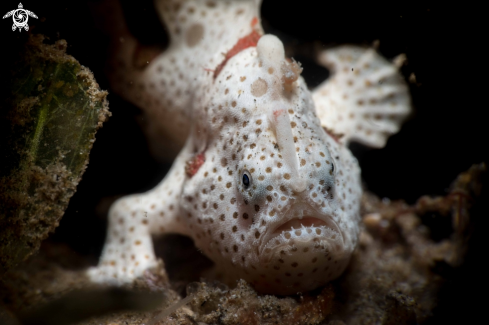 A Painted frogfish