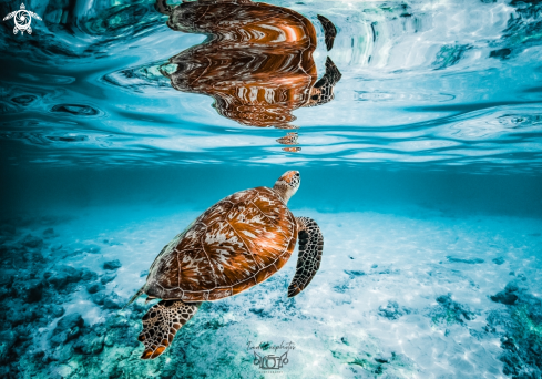 A Chelonia mydas | Green Sea Turtle