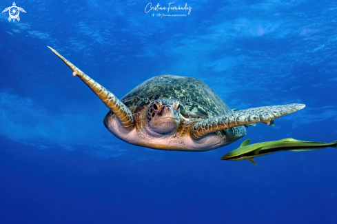 A Chelonia mydas | Green turtle