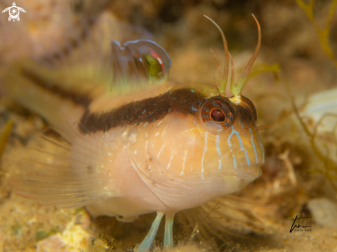 A Parablennius rouxi | Longstriped Blenny