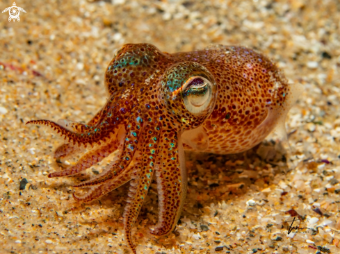 A Dwarf Bobtail Squid