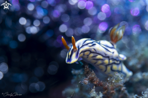 A Hypselodoris zephyra | Zephyr Nudibranch