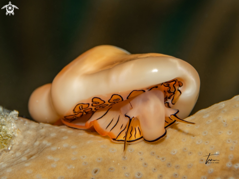 A Cyphoma gibbosum | Flamingo tongue