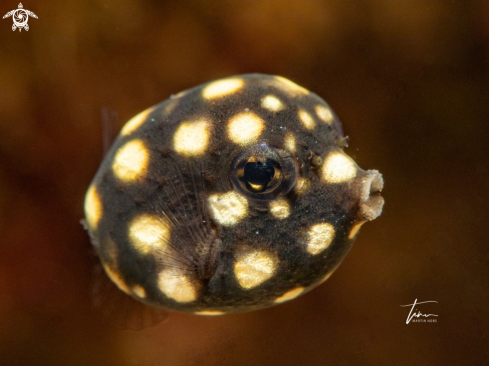 A Lactophrys triqueter | Smooth Trunkfish