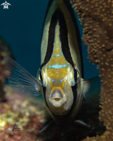 A Banded Butterflyfish