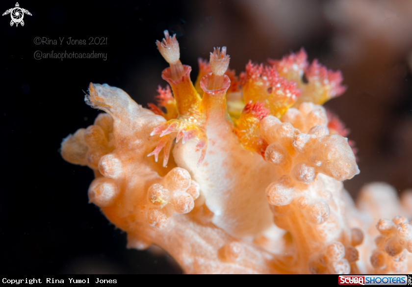 A Marionia nudibranch
