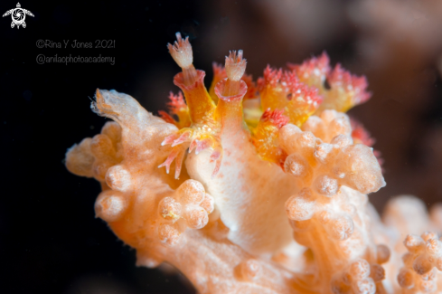 A Marionia nudibranch