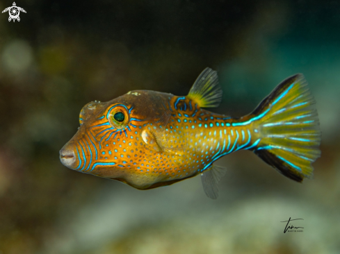 A Canthigaster rostrata | Sharpnose Puffer