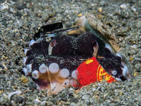 A Octopus