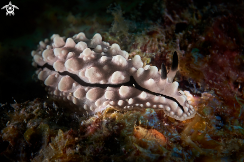 A Phyllidiella rudmani | NUDIBRANCH