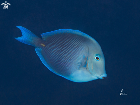 A Blue Tang Surgeonfish