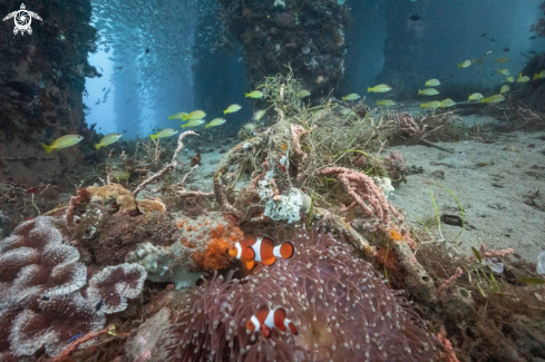 A Anemonefish