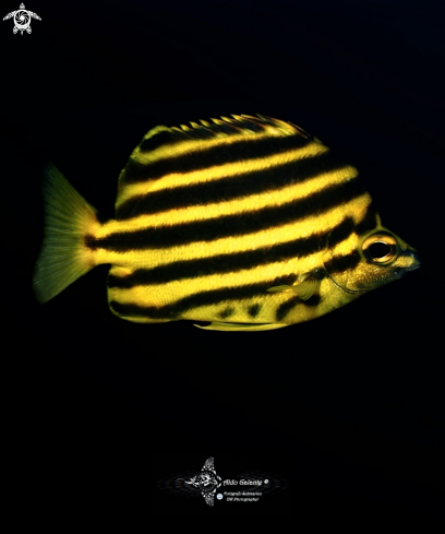 A Microcanthus strigatus (Cuvier, 1831) | Stripey Fish