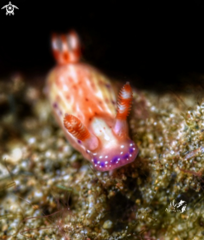 A Hypselodoris maculosa 