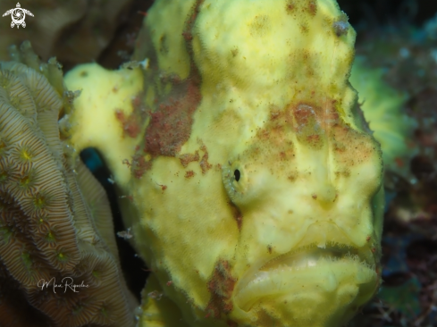 A Antennarius multiocellatus | Longlure Frogfish