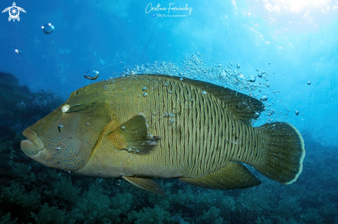 A Humphead Wrasse